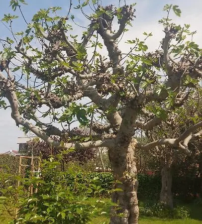 Olive Tree Апартаменти *