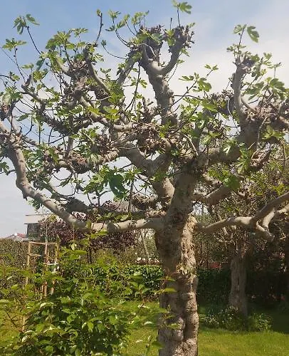 Olive Tree Апартаменти *